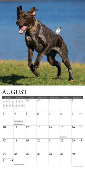 2025 German Shorthaired Pointers Calendar