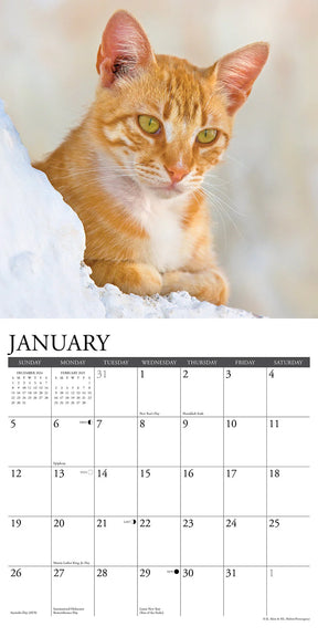 2025 Ginger Cats Calendar