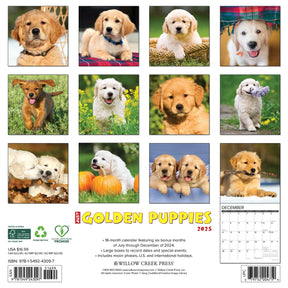 2025 Golden Puppies Calendar