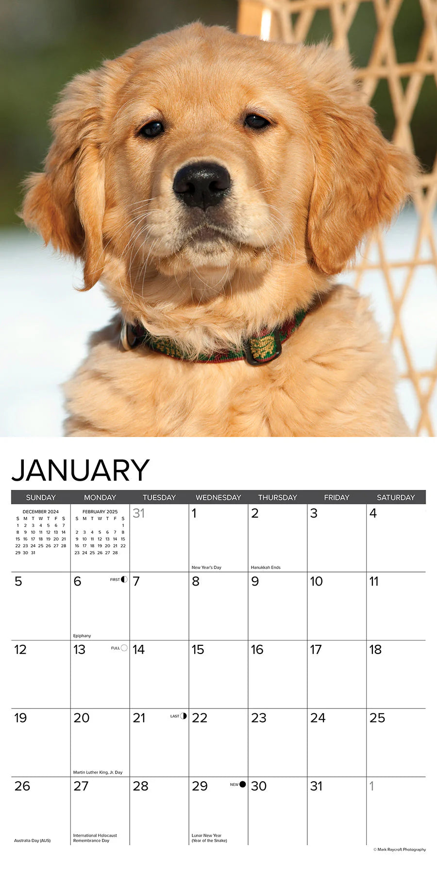 2025 Golden Puppies Calendar