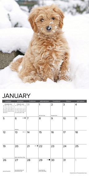 2025 Goldendoodle Puppies Calendar