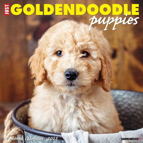 2025 Goldendoodle Puppies Calendar