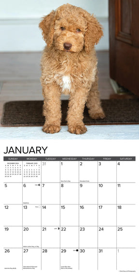 2025 Goldendoodles Calendar