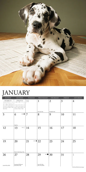 2025 Great Dane Puppies Calendar