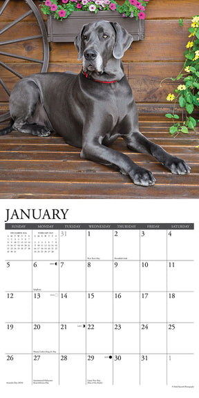 2025 Great Danes Calendar