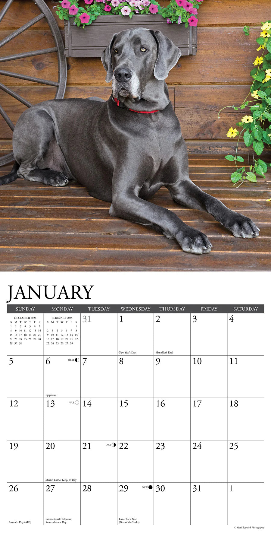 2025 Great Danes Calendar