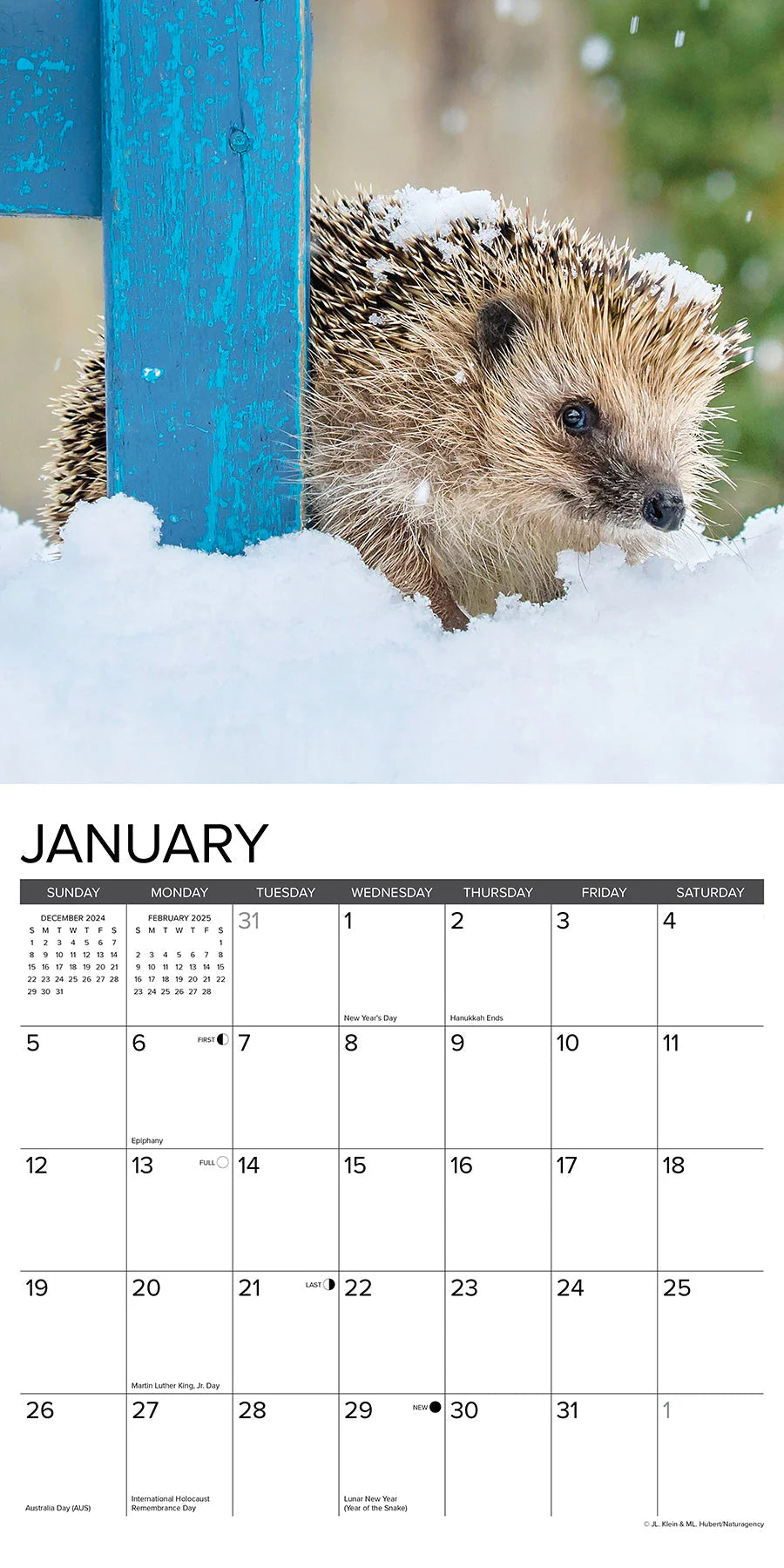 2025 Hedgehogs Calendar