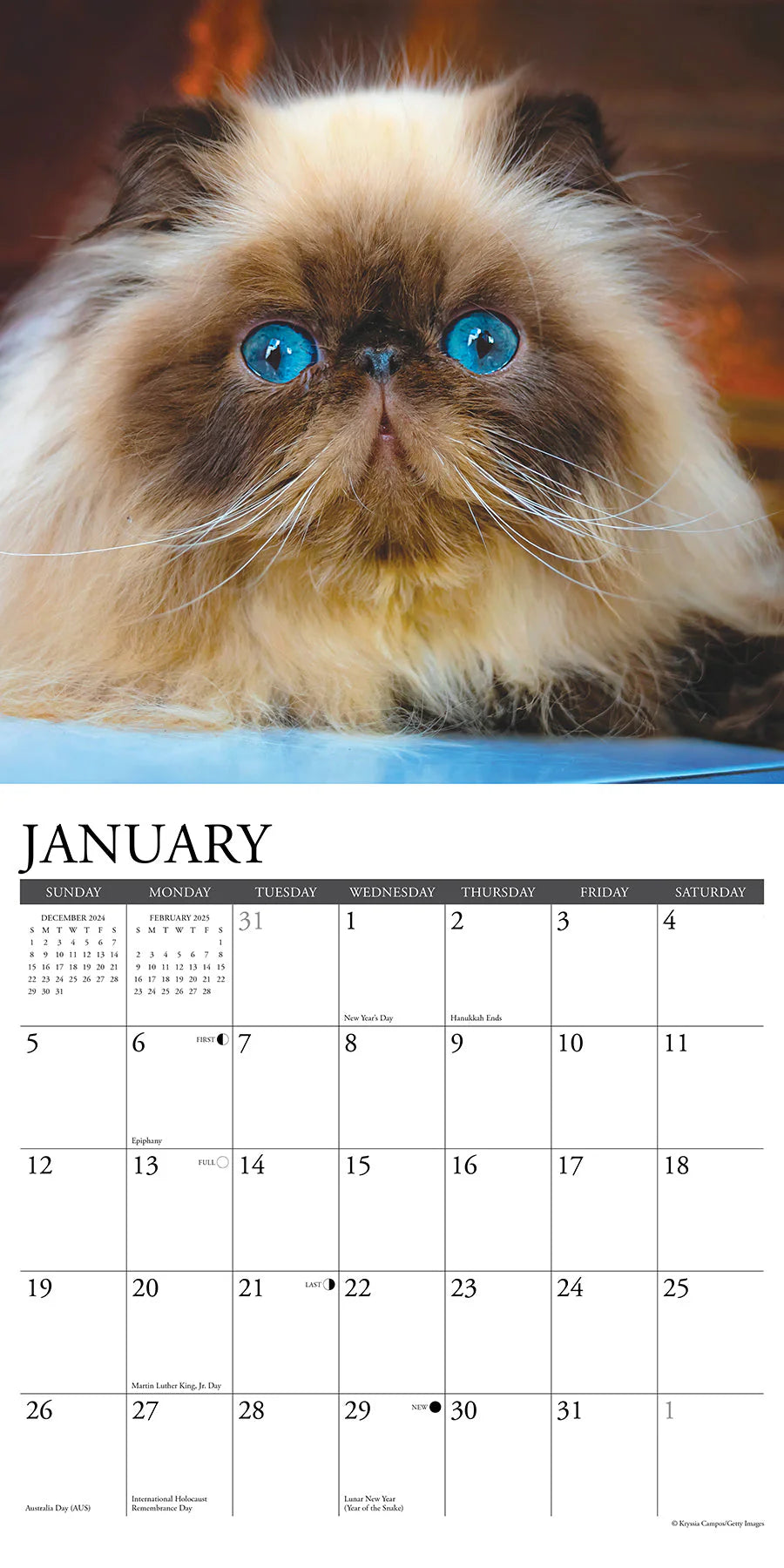 2025 Himalayan Cats Calendar