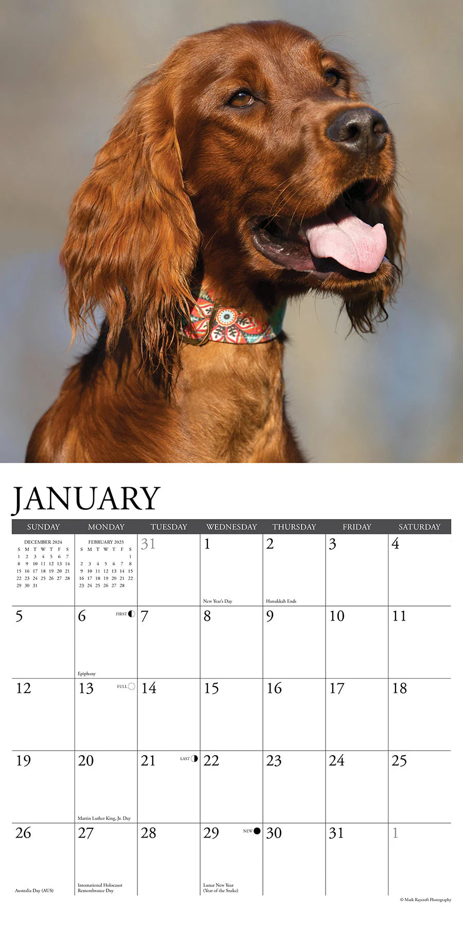 2025 Irish Setters Calendar