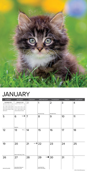 2025 Kittens Calendar