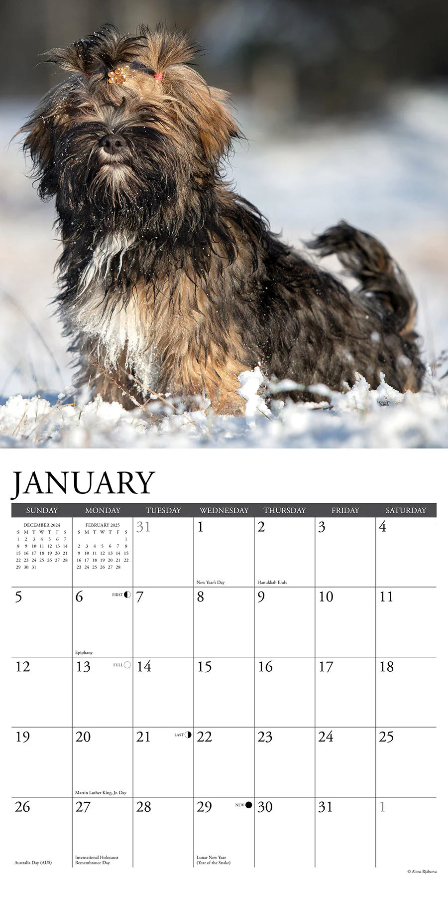 2025 Lhasa Apsos Calendar