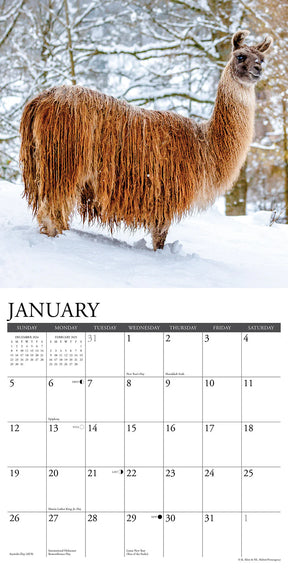 2025 Llamas Calendar