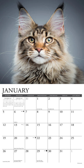 2025 Maine Coon Cats Calendar