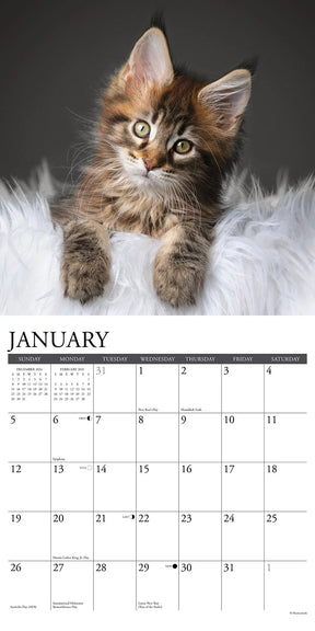 2025 Maine Coon Kittens Calendar