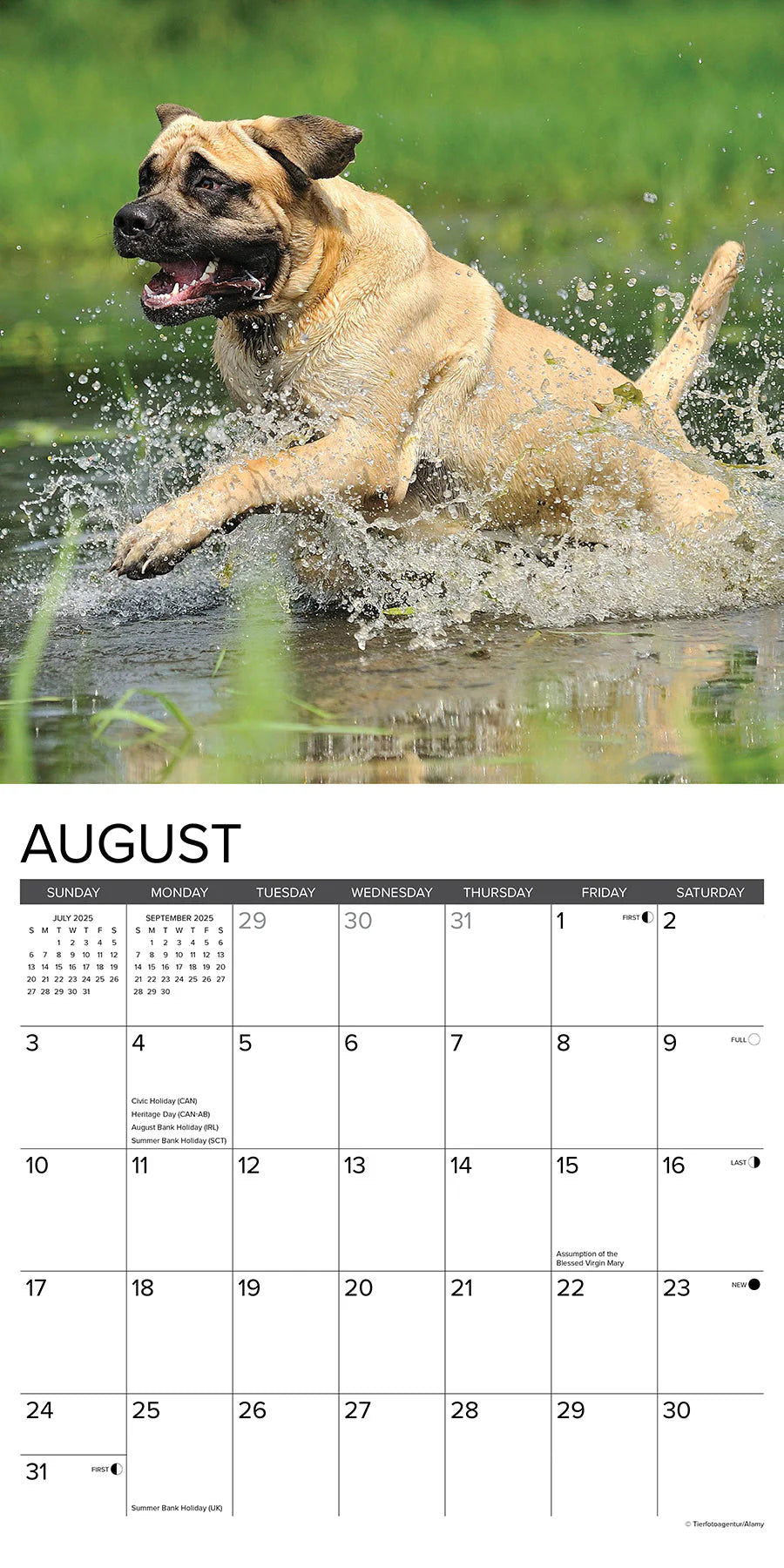 2025 Mastiffs Calendar