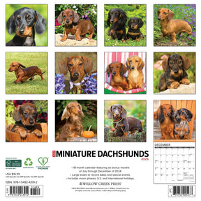 2025 Miniature Dachshunds Calendar