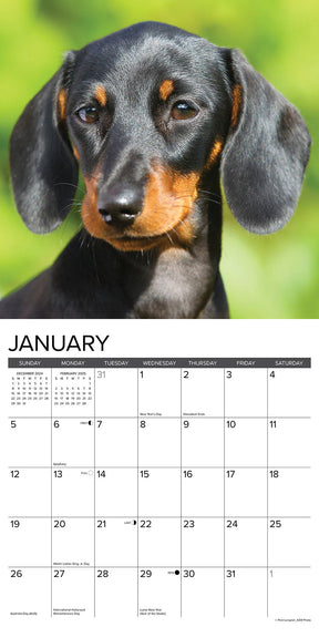 2025 Miniature Dachshunds Calendar