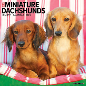 2025 Miniature Dachshunds Calendar