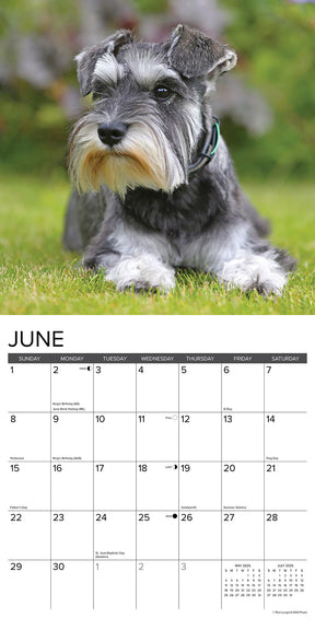 2025 Miniature Schnauzers Calendar