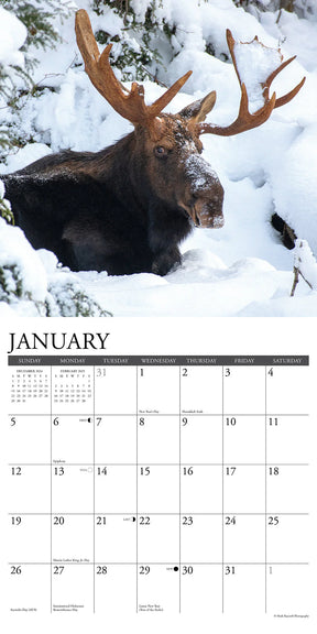 2025 Moose Calendar