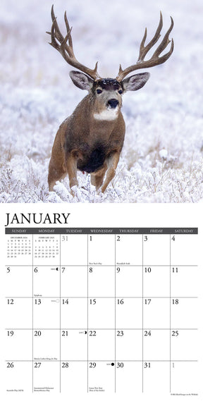 2025 Mule Deer Calendar