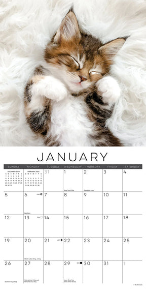 2025 Naptime: A Cat's Favorite Pastime Calendar