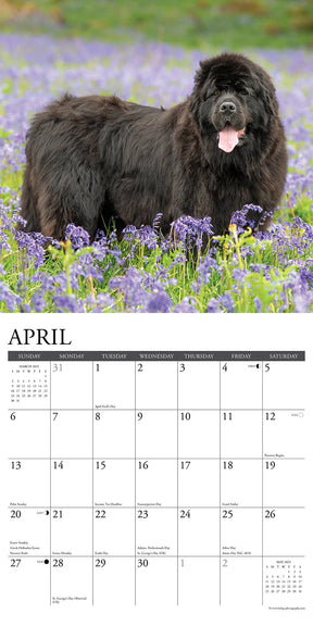 2025 Newfoundlands Calendar