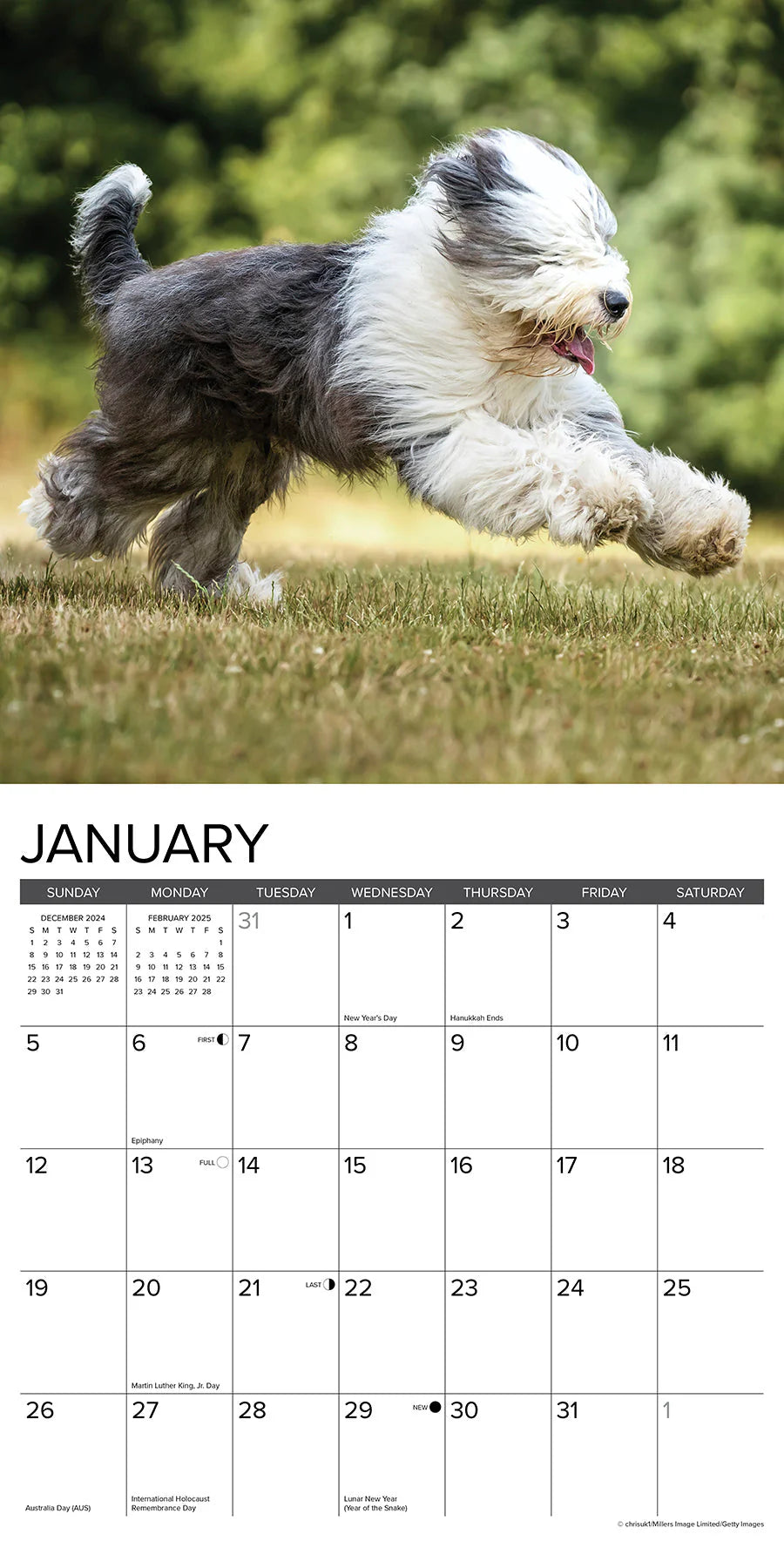 2025 Old English Sheepdogs Calendar