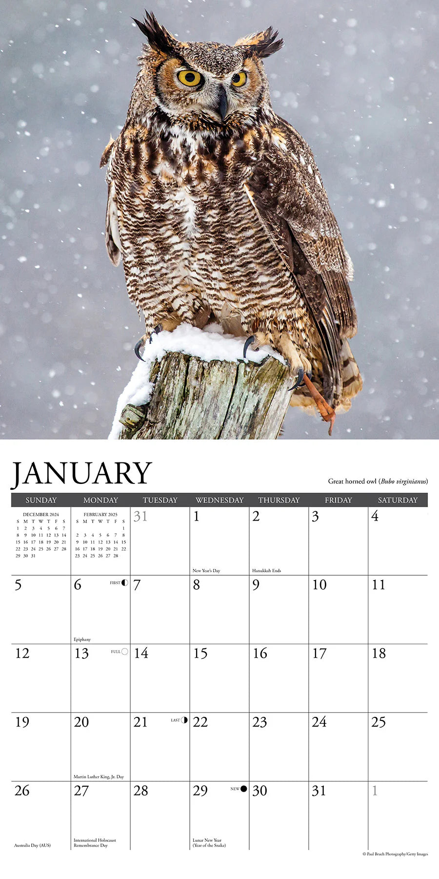 2025 Owls Calendar