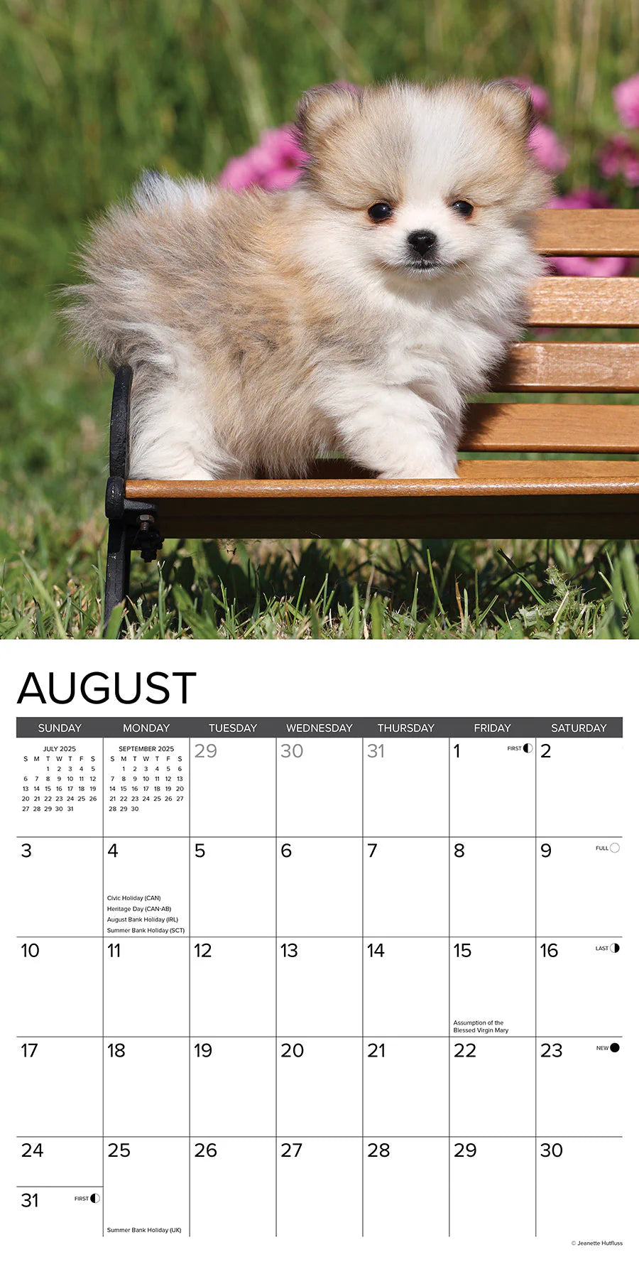 2025 Pomeranian Puppies Calendar