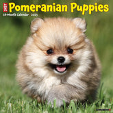 2025 Pomeranian Puppies Calendar