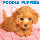 2025 Poodle Puppies Calendar