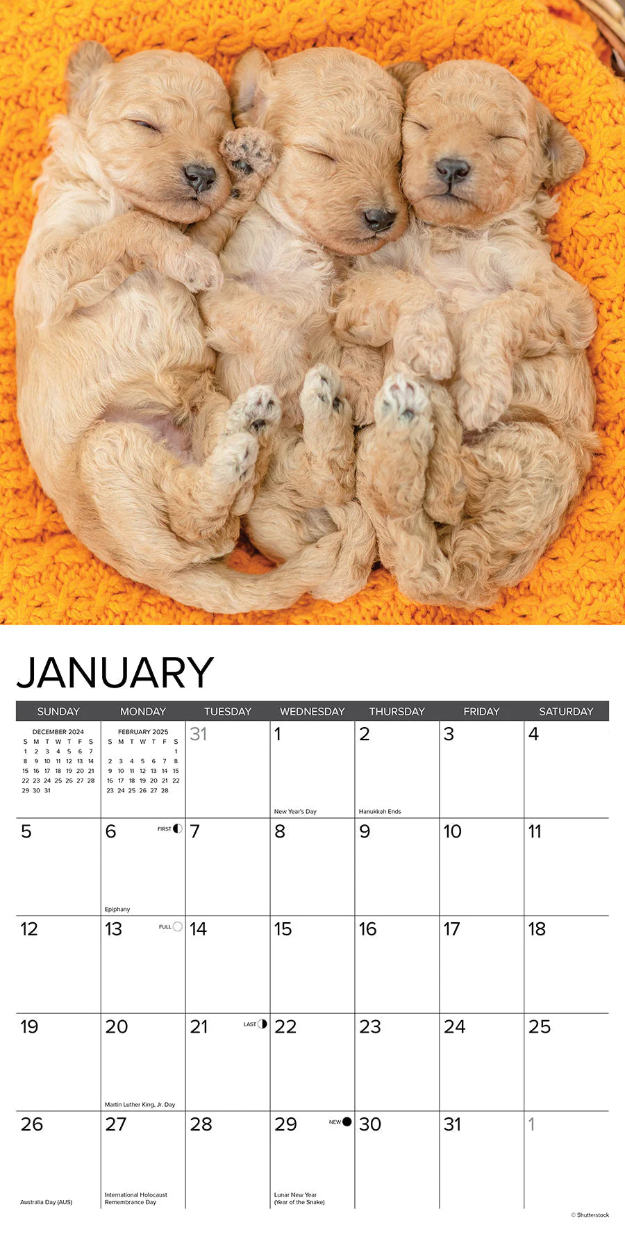 2025 Poodle Puppies Calendar