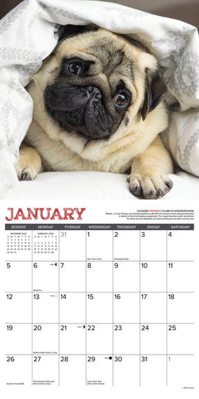 2025 Pug Mugs Calendar