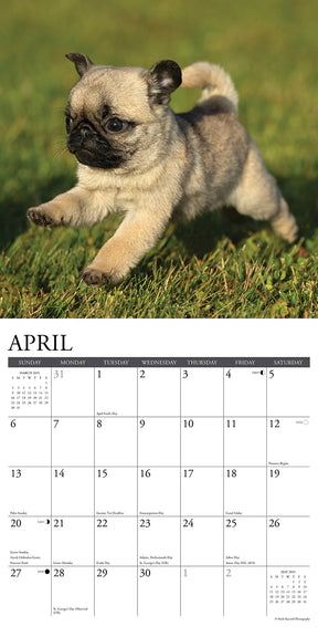 2025 Pug Puppies Calendar