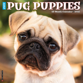 2025 Pug Puppies Calendar