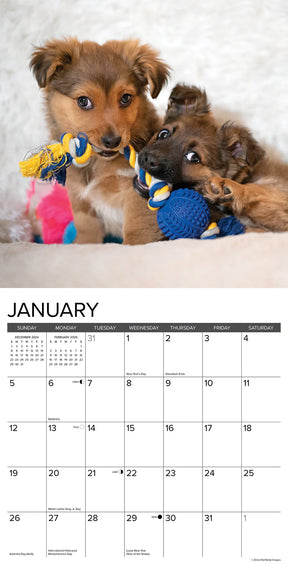 2025 Puppy Playmates Calendar