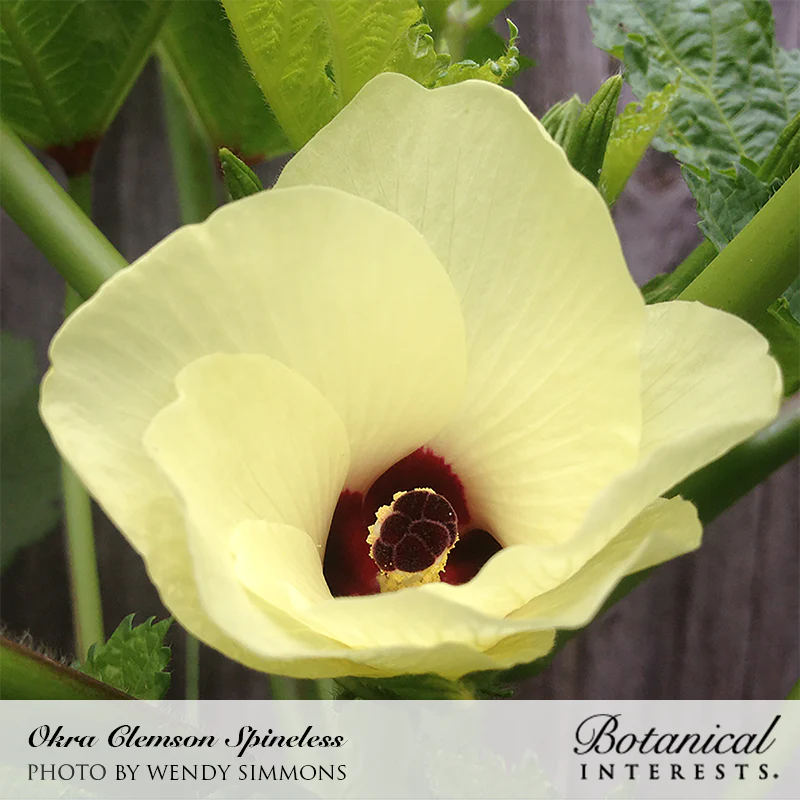 Okra Cloemson Spineless 80 Seeds