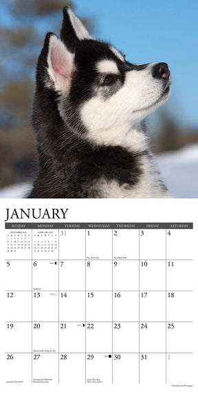 2025 Siberian Husky Puppies Calendar