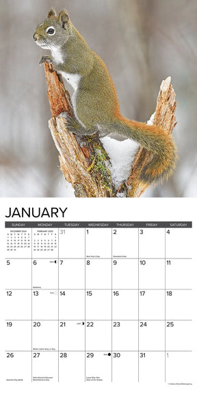 2025 Squirrels Calendar