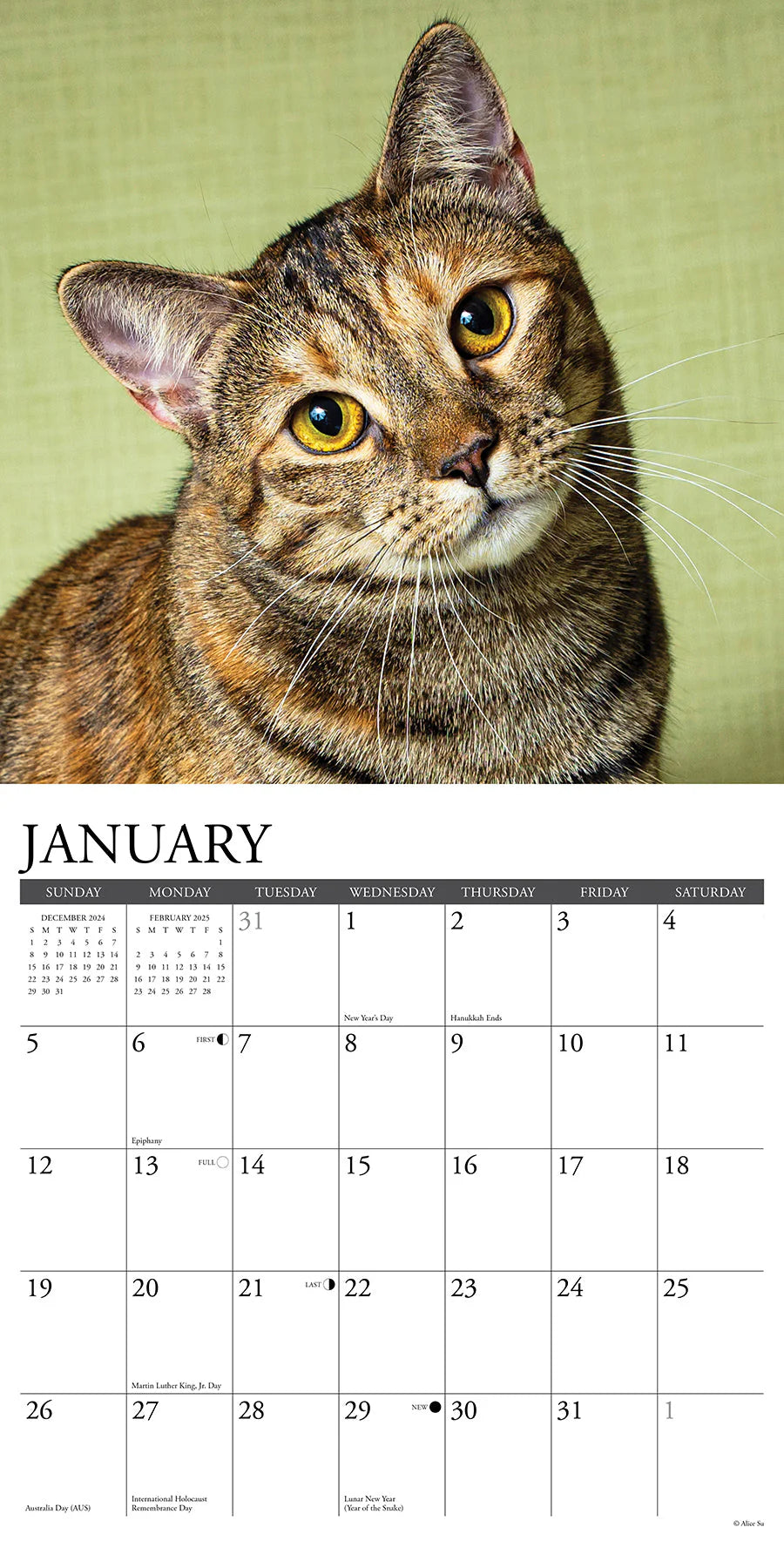 2025 Tabby Cats Calendar