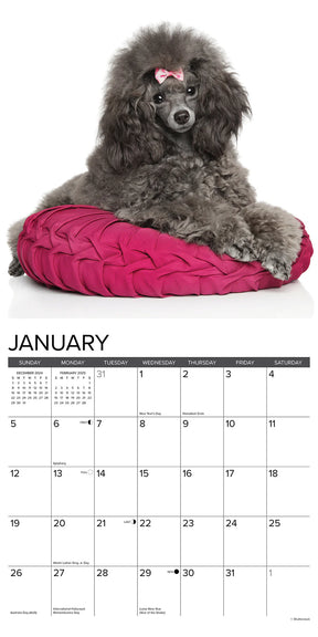 2025 Toy & Miniature Poodles Calendar