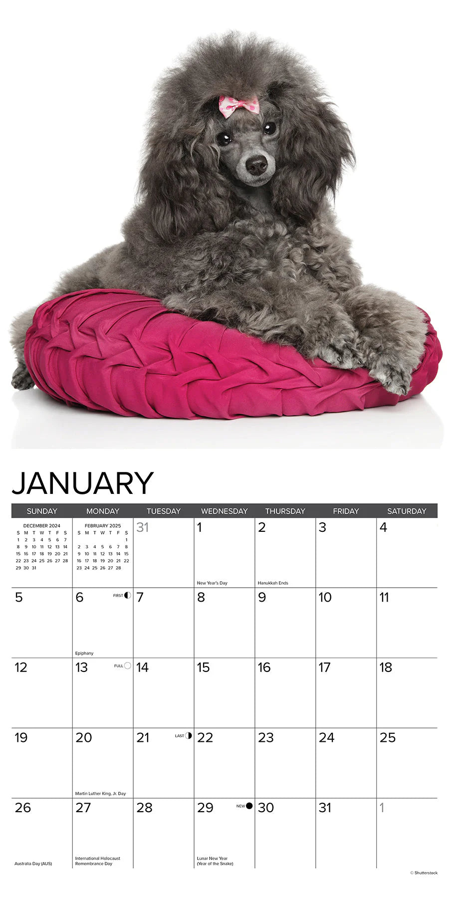 2025 Toy & Miniature Poodles Calendar