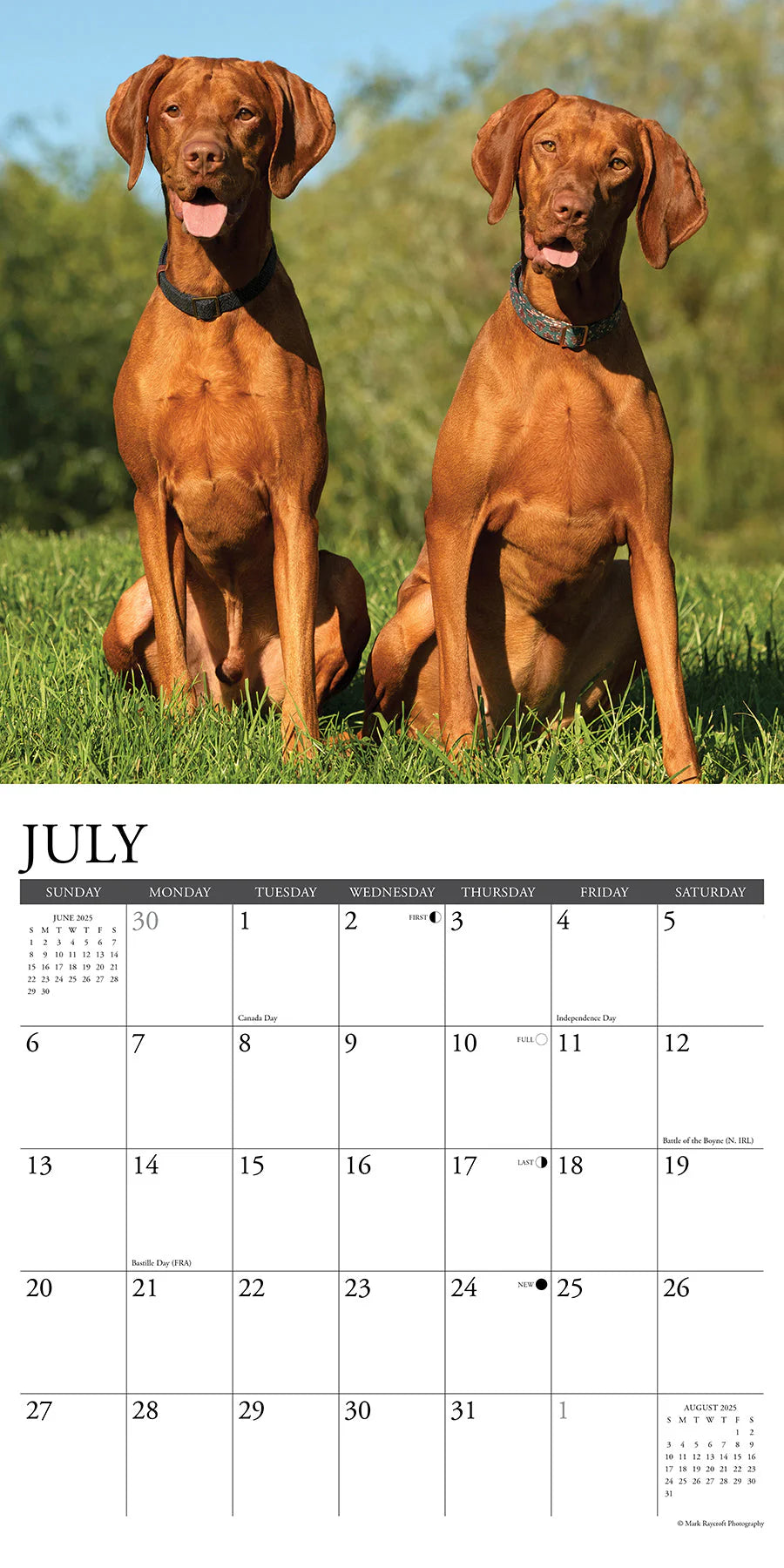 2025 Vizslas Calendar