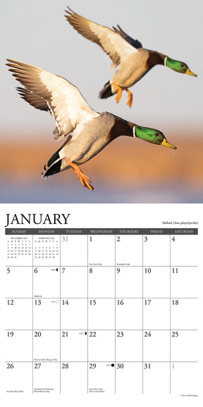 2025 Waterfowl Calendar