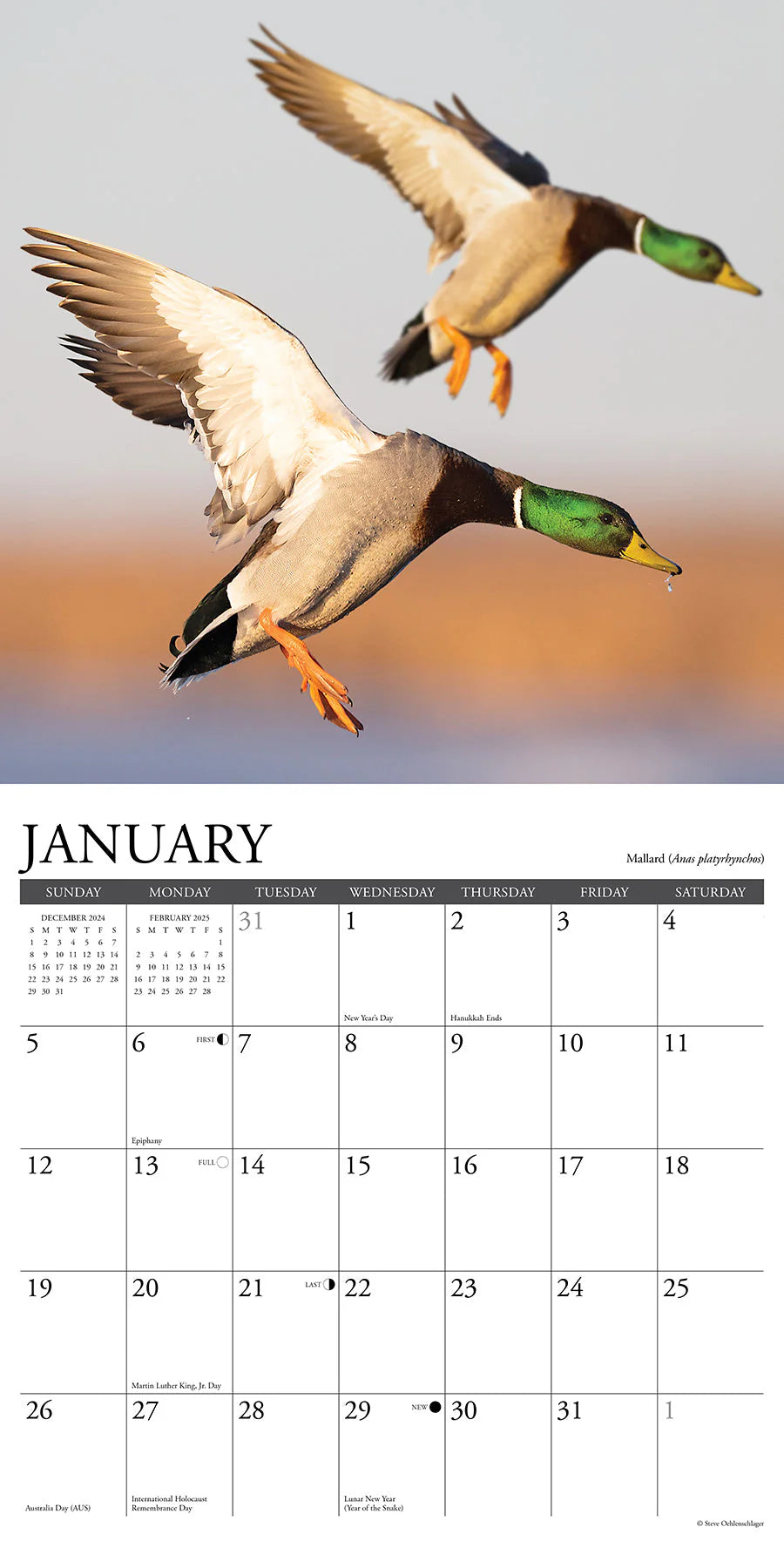 2025 Waterfowl Calendar