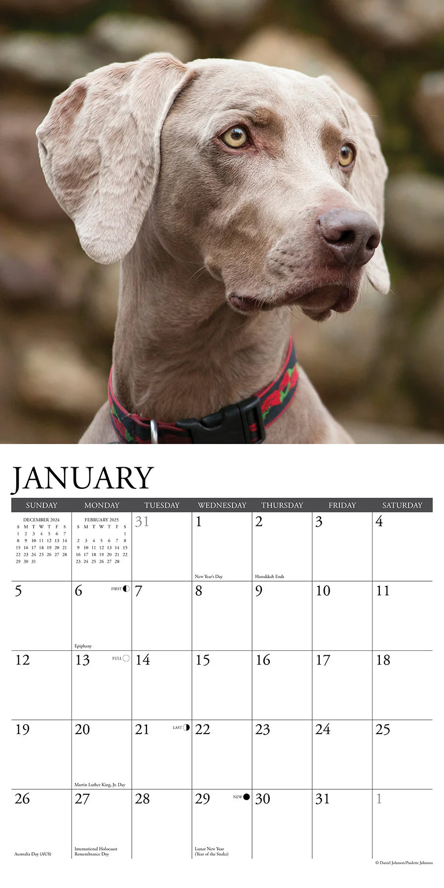 2025 Weimaraners Calendar