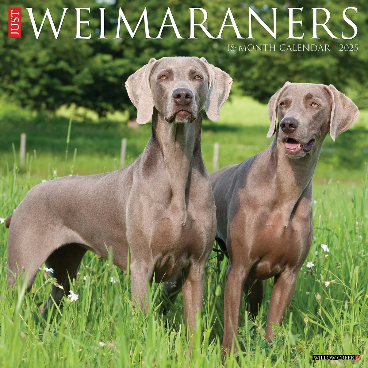 2025 Weimaraners Calendar