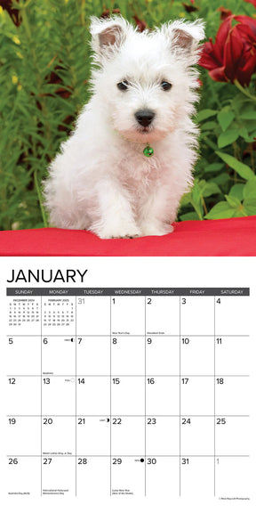 2025 Westie Puppies Calendar