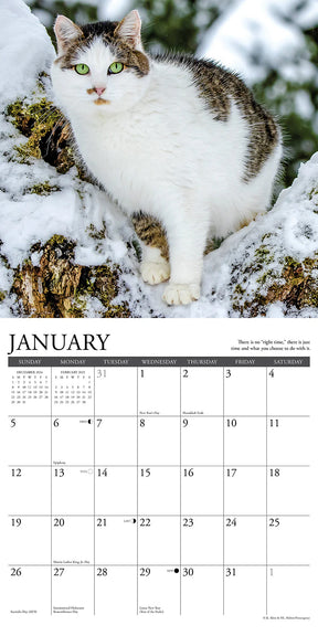 2025 What Cats Teach Us Calendar